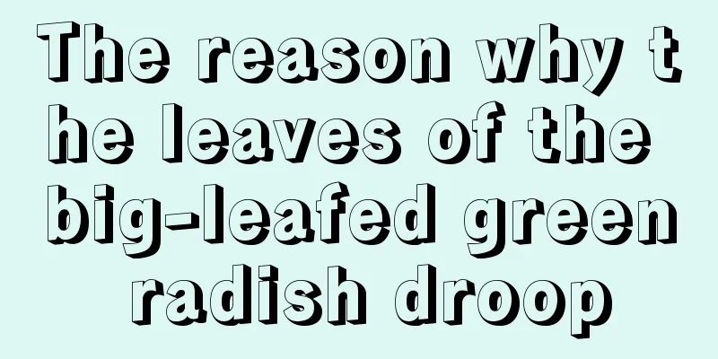 The reason why the leaves of the big-leafed green radish droop