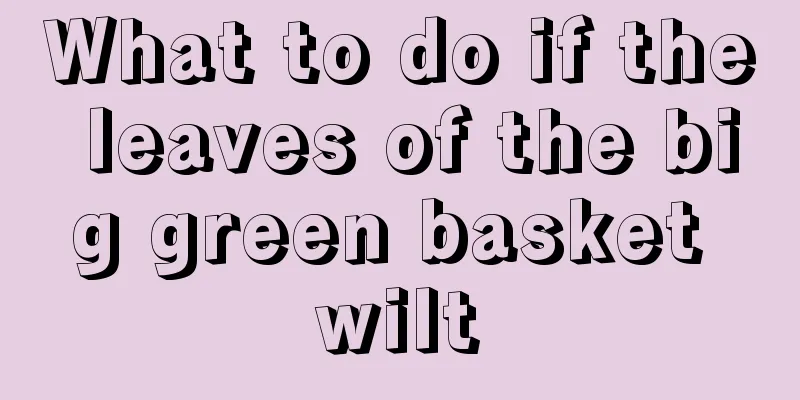 What to do if the leaves of the big green basket wilt