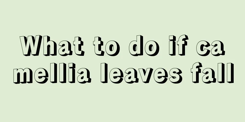 What to do if camellia leaves fall