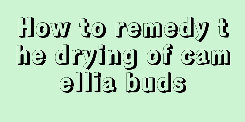 How to remedy the drying of camellia buds