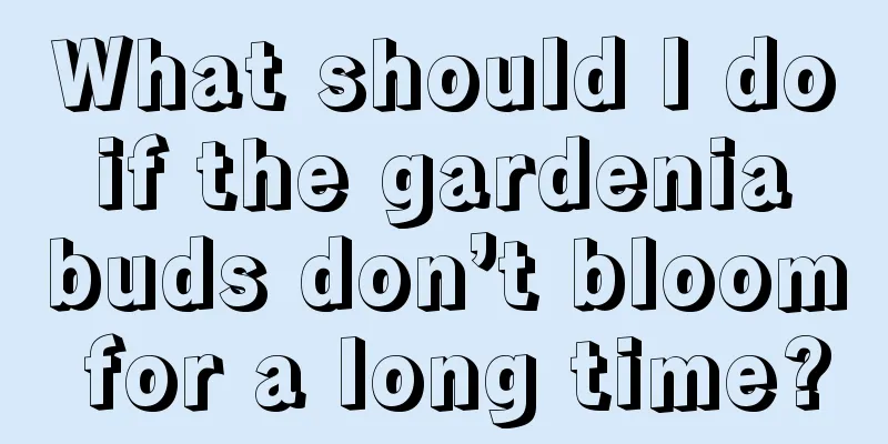 What should I do if the gardenia buds don’t bloom for a long time?