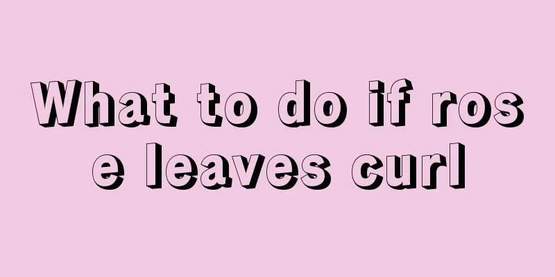 What to do if rose leaves curl