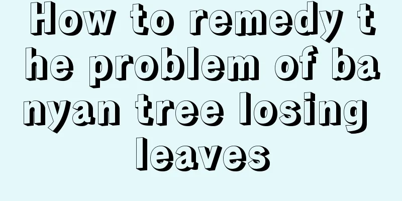 How to remedy the problem of banyan tree losing leaves