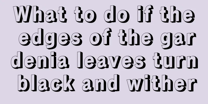 What to do if the edges of the gardenia leaves turn black and wither