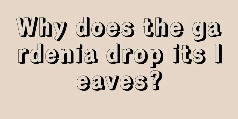 Why does the gardenia drop its leaves?