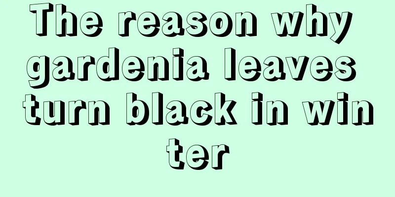 The reason why gardenia leaves turn black in winter