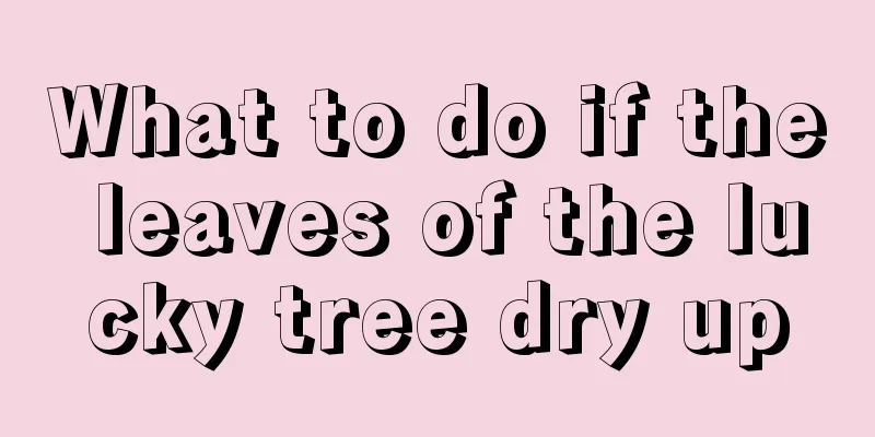 What to do if the leaves of the lucky tree dry up