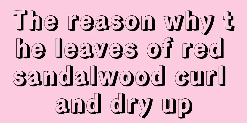 The reason why the leaves of red sandalwood curl and dry up