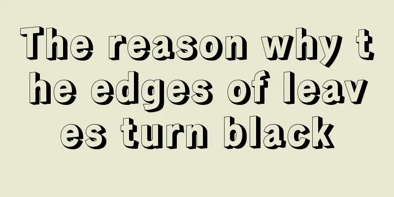 The reason why the edges of leaves turn black