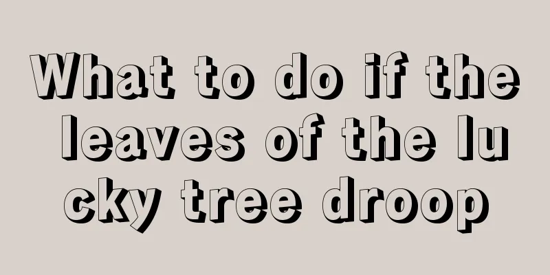 What to do if the leaves of the lucky tree droop