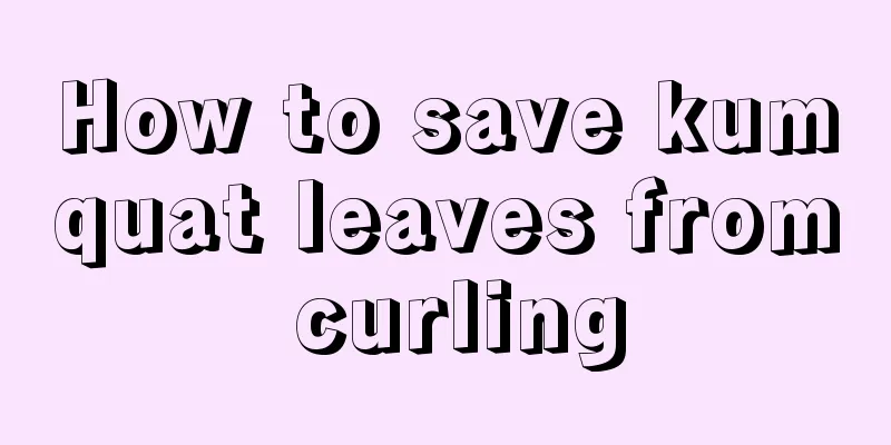 How to save kumquat leaves from curling