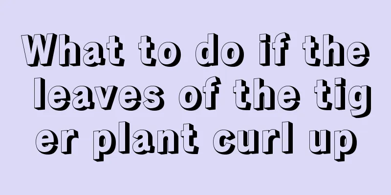 What to do if the leaves of the tiger plant curl up