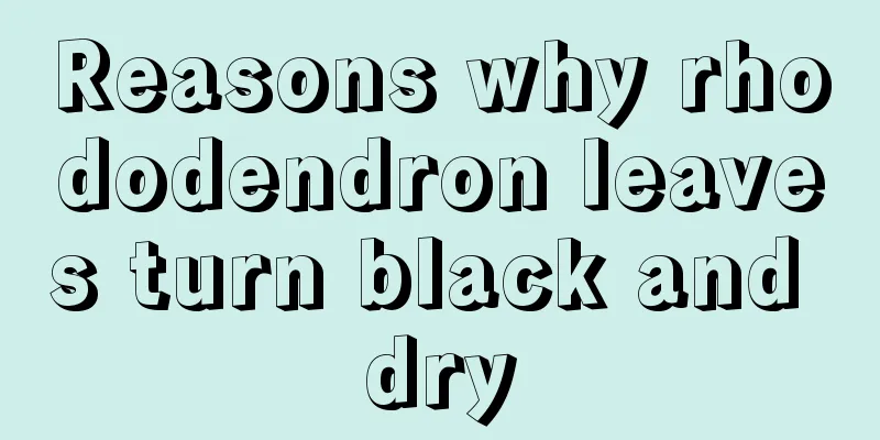 Reasons why rhododendron leaves turn black and dry