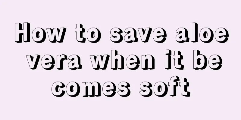 How to save aloe vera when it becomes soft