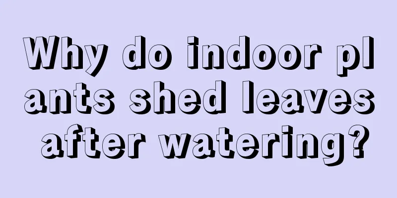 Why do indoor plants shed leaves after watering?