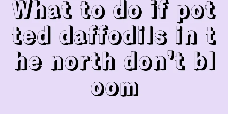 What to do if potted daffodils in the north don’t bloom