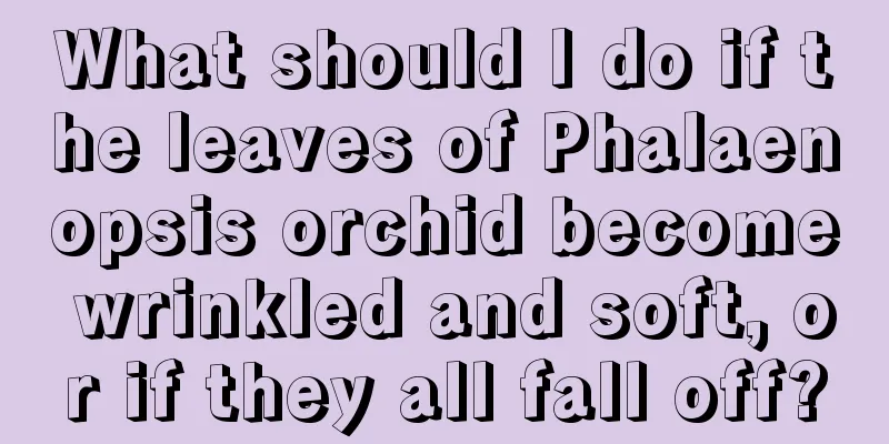 What should I do if the leaves of Phalaenopsis orchid become wrinkled and soft, or if they all fall off?