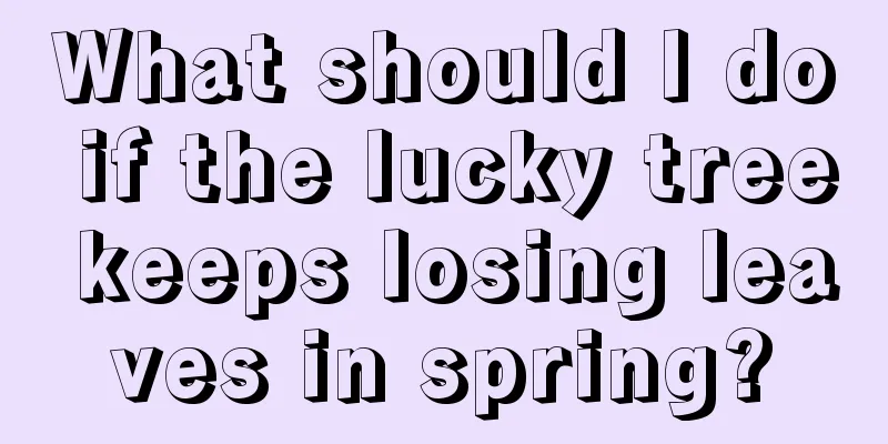 What should I do if the lucky tree keeps losing leaves in spring?