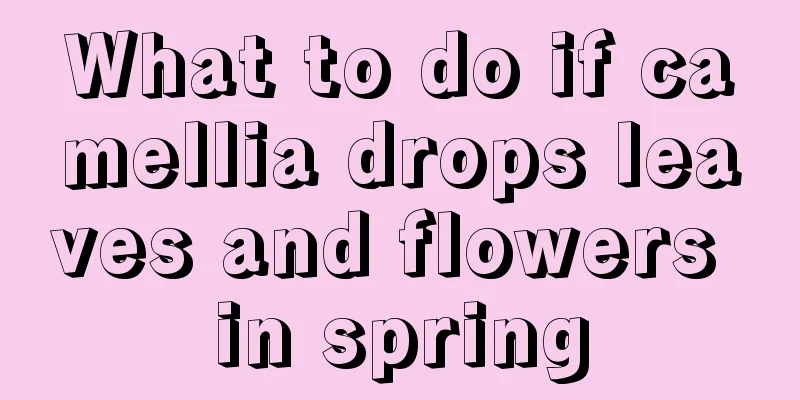 What to do if camellia drops leaves and flowers in spring