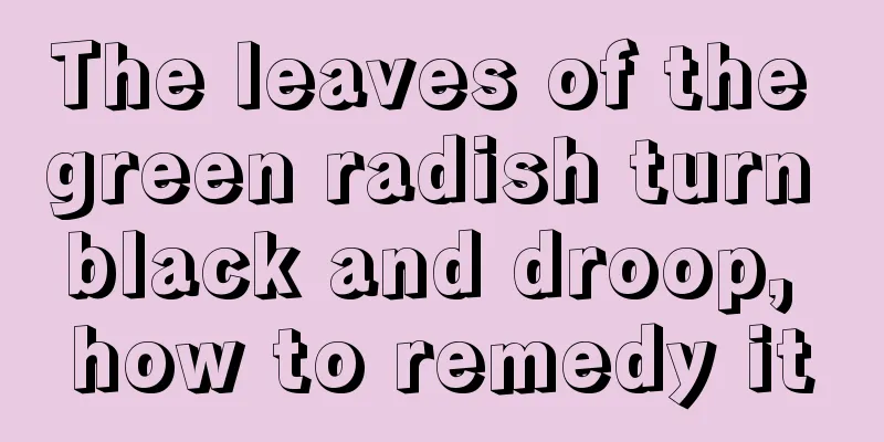 The leaves of the green radish turn black and droop, how to remedy it