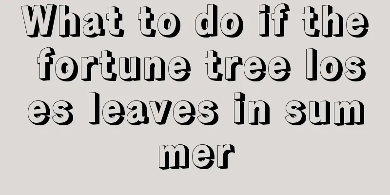 What to do if the fortune tree loses leaves in summer