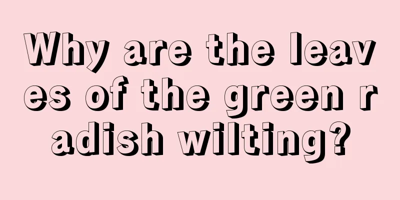 Why are the leaves of the green radish wilting?