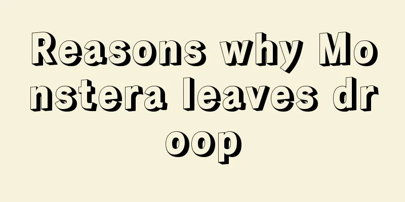 Reasons why Monstera leaves droop