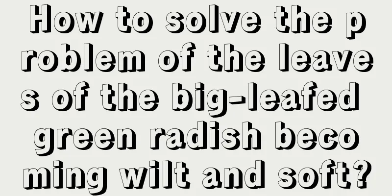 How to solve the problem of the leaves of the big-leafed green radish becoming wilt and soft?