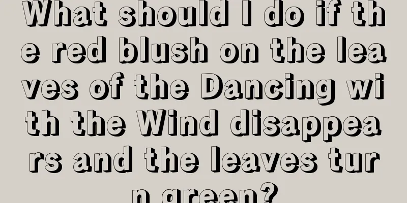 What should I do if the red blush on the leaves of the Dancing with the Wind disappears and the leaves turn green?