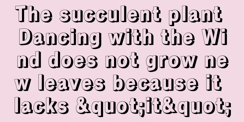 The succulent plant Dancing with the Wind does not grow new leaves because it lacks "it"