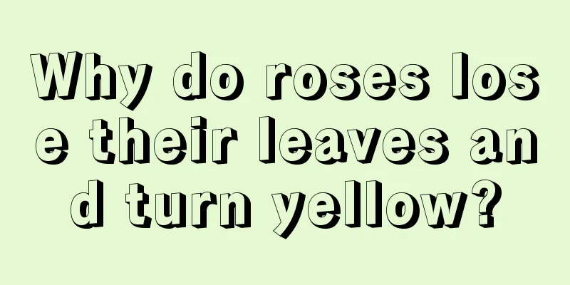 Why do roses lose their leaves and turn yellow?