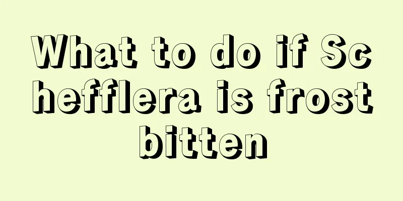 What to do if Schefflera is frostbitten