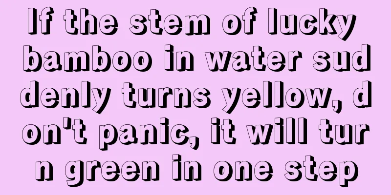 If the stem of lucky bamboo in water suddenly turns yellow, don't panic, it will turn green in one step