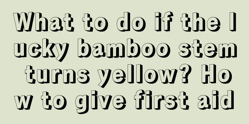 What to do if the lucky bamboo stem turns yellow? How to give first aid