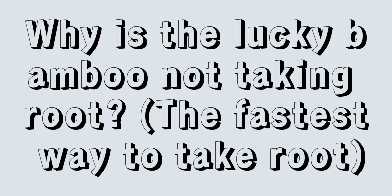 Why is the lucky bamboo not taking root? (The fastest way to take root)
