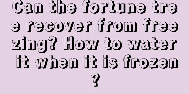 Can the fortune tree recover from freezing? How to water it when it is frozen?