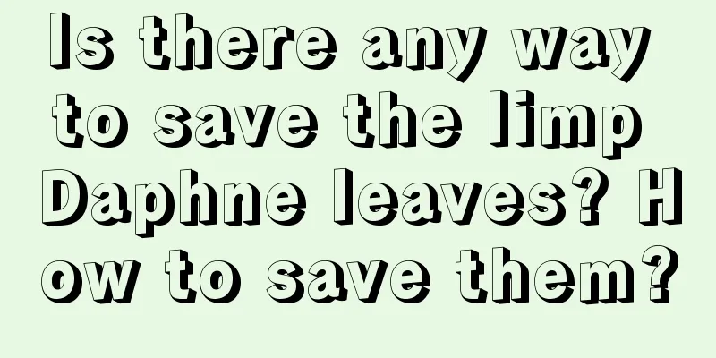 Is there any way to save the limp Daphne leaves? How to save them?