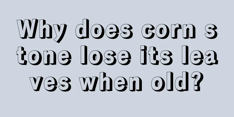 Why does corn stone lose its leaves when old?