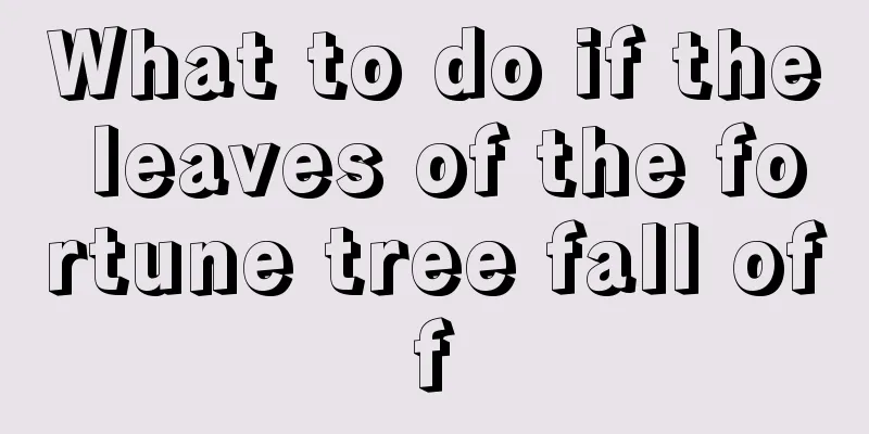 What to do if the leaves of the fortune tree fall off