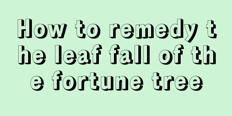 How to remedy the leaf fall of the fortune tree