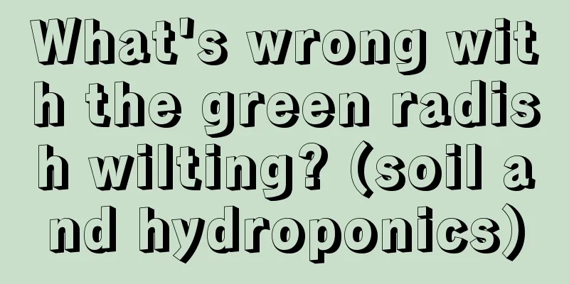 What's wrong with the green radish wilting? (soil and hydroponics)