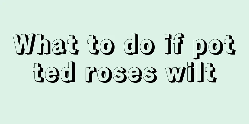 What to do if potted roses wilt