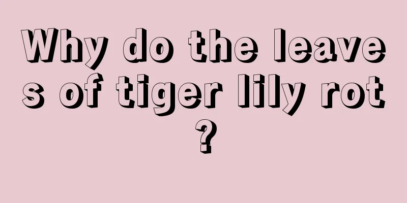 Why do the leaves of tiger lily rot?