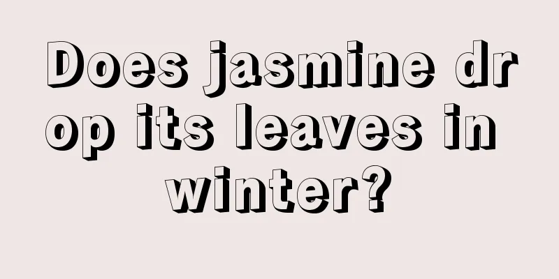 Does jasmine drop its leaves in winter?