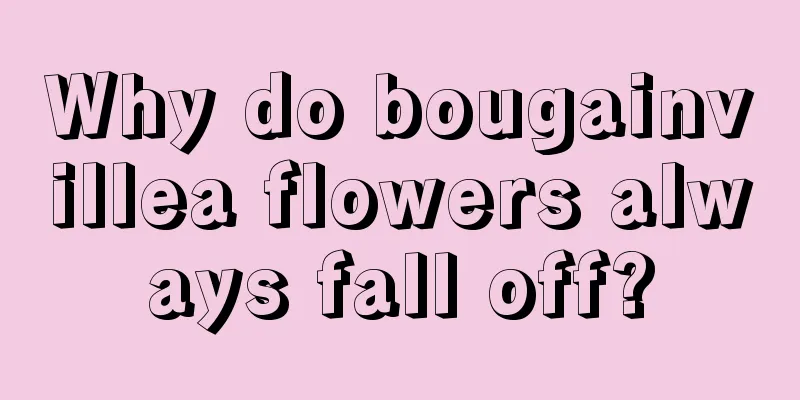 Why do bougainvillea flowers always fall off?