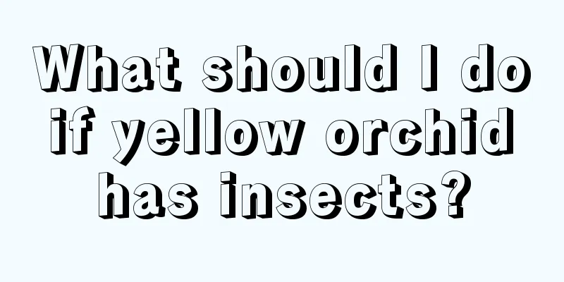 What should I do if yellow orchid has insects?