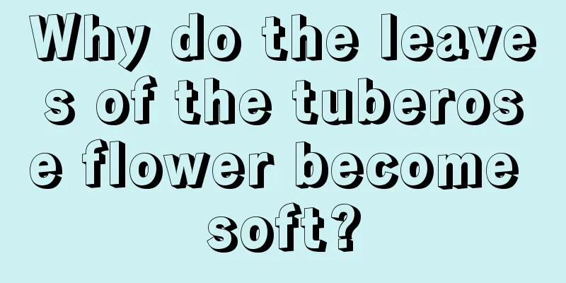 Why do the leaves of the tuberose flower become soft?