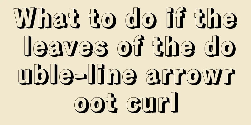 What to do if the leaves of the double-line arrowroot curl