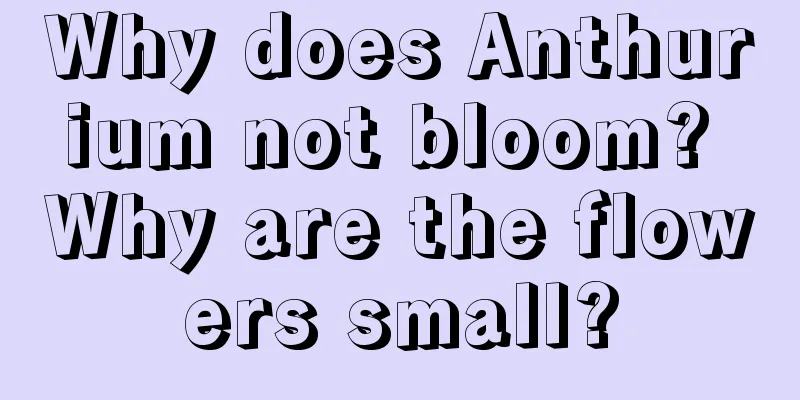 Why does Anthurium not bloom? Why are the flowers small?