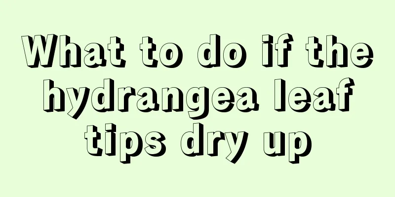 What to do if the hydrangea leaf tips dry up